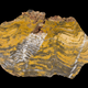 A stromatolite fossil from the Pilbara, in Western Australia.